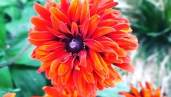 Gail Wilson Counselling Services - Toronto