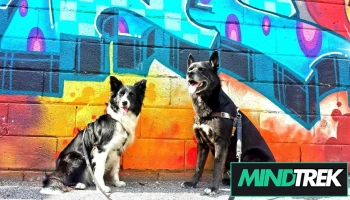 I Love Your Dog - Positive Reinforcement Dog Training - Haliburton - West Guilford