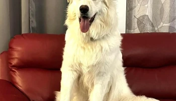 Inspired Hearts Animal-AssistedTherapy and Wellness - Prince Albert