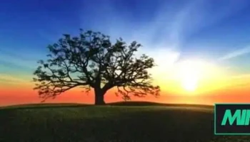Lindsay Laing Counselling Services - Windsor