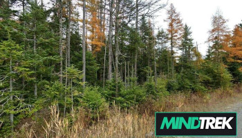 Massicotte Sophie Psychologue - Thetford Mines