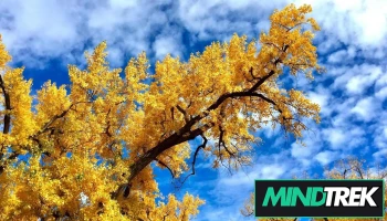 Mindscape Psychology Inc. - Medicine Hat