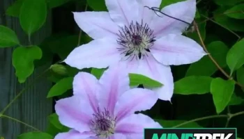 Mitsopulos & Associates Psychological Services - Toronto