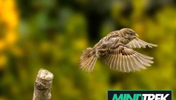 Sparrow's Life Counselling - North Battleford