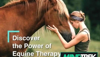 The Journey Counselling and Psychotherapy - Equine Assisted Psychotherapy Services - Linwood