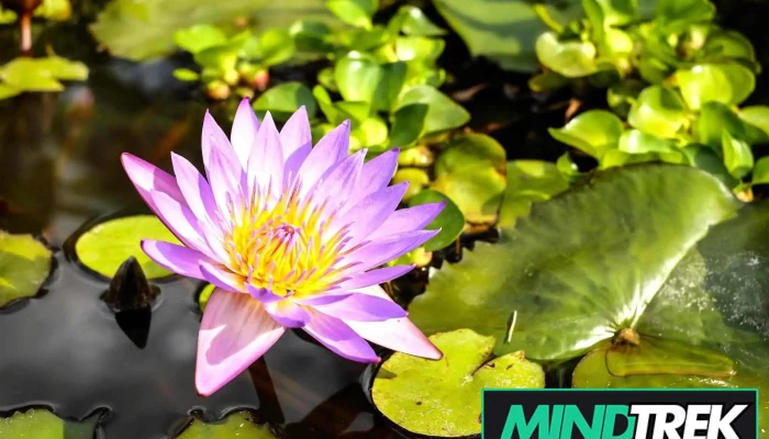 Clear Presence Psychology - Edmonton