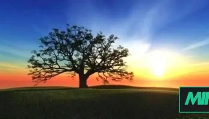 Lindsay Laing Counselling Services - Windsor