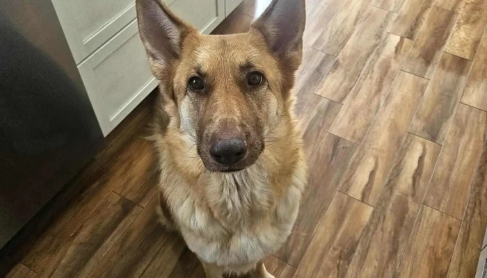 Markdale Veterinary Services - Markdale