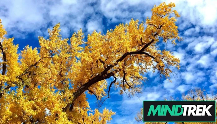 Mindscape Psychology Inc. - Medicine Hat