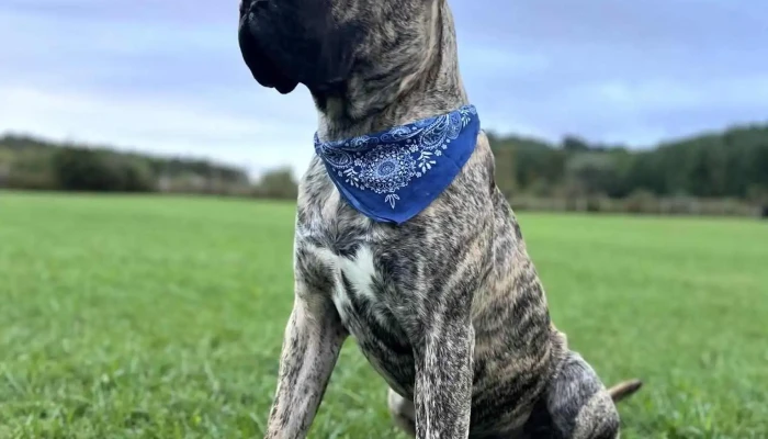 Paisley Veterinary Services - Paisley