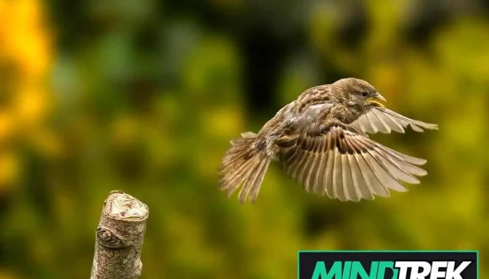 Sparrow's Life Counselling - North Battleford